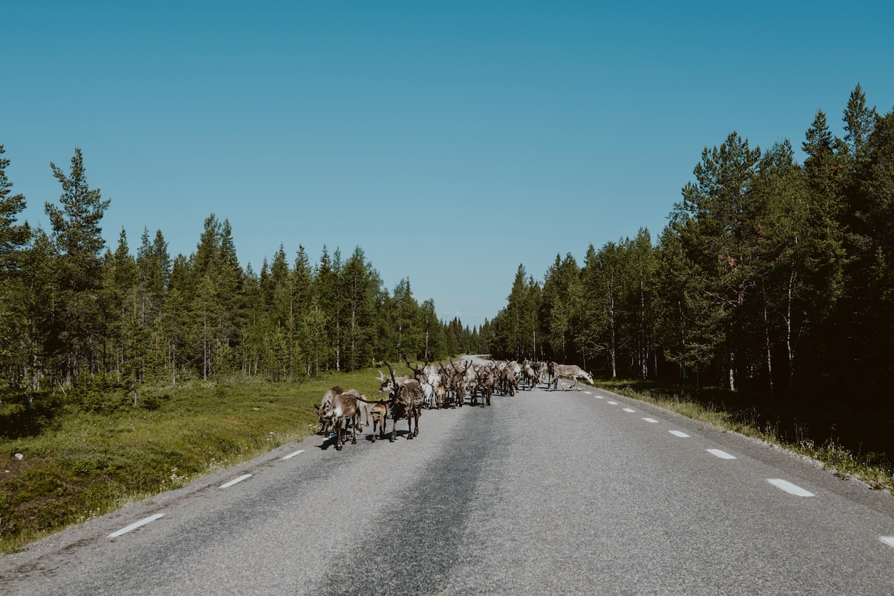 Den norrländska naturen, med renar på vägarna, var något av det mest exotiska, enligt cyklisterna.